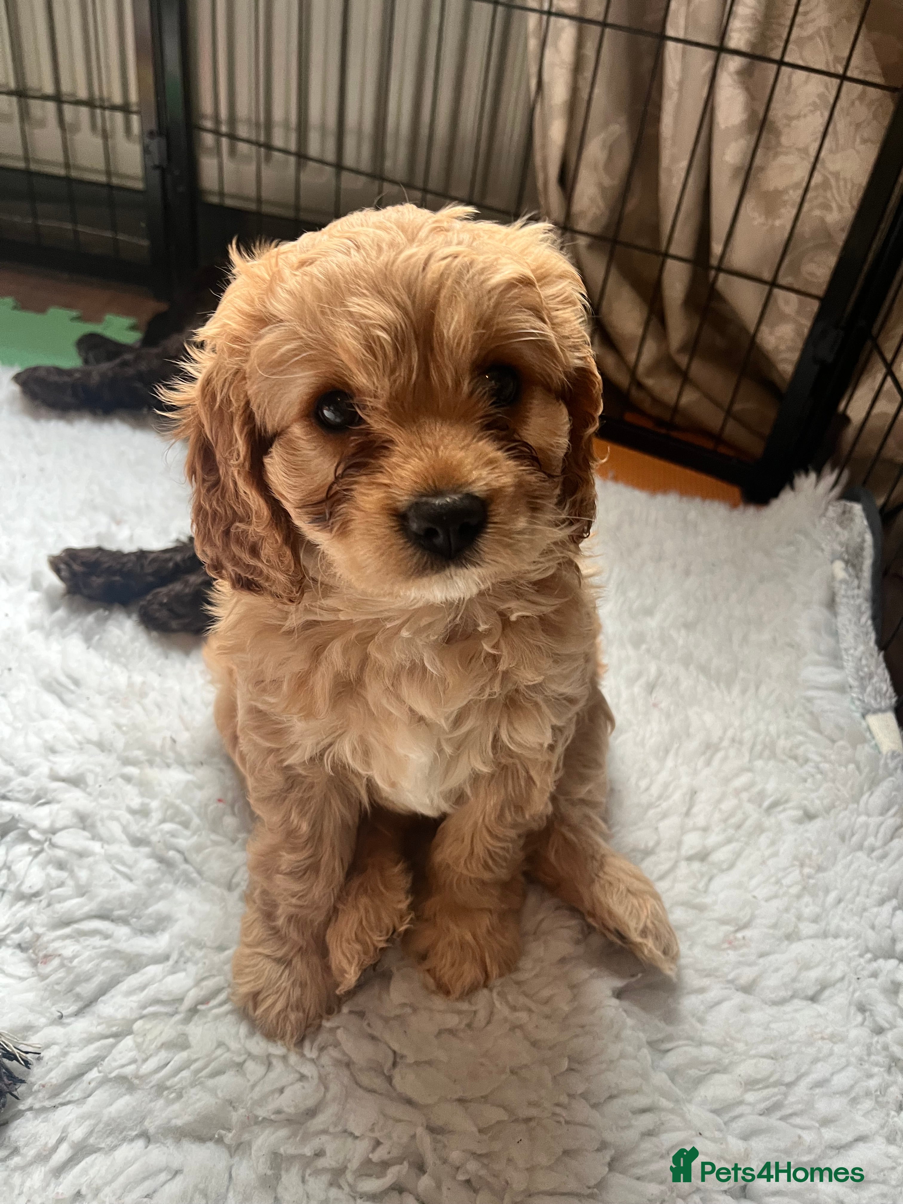 Cavapoo dogs Adorable girl cavapoo left –Ready 11th February - Advert 18