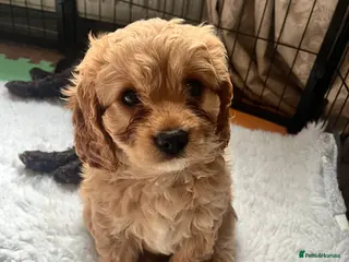 Cavapoo dogs Adorable girl cavapoo left –Ready 11th February - Advert 18