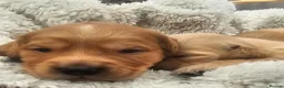 Golden Retriever dogs for sale: Selective litter from health tested parents - Advert 26