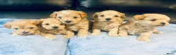 Maltipoo dogs for sale: F1 Maltipoo - Advert 1