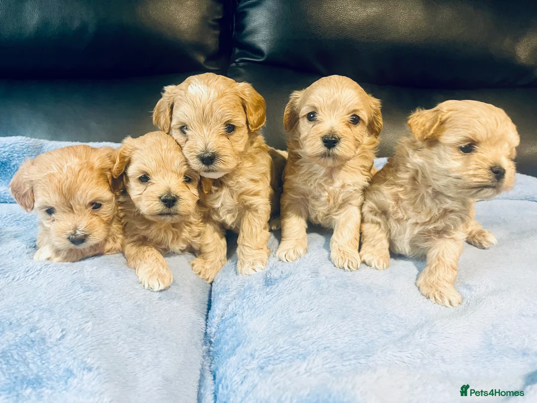 Maltipoo dogs for sale: F1 Maltipoo - Advert 1