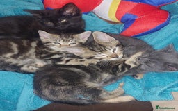 Mixed Breed cats for sale: Kittens for sale  - Image 3
