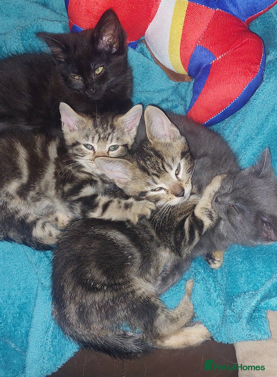 Mixed Breed cats for sale: Kittens for sale  - Image 3