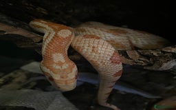 Corn Snake reptiles for sale: Albino Cornsnake and full set up.  - Image 5