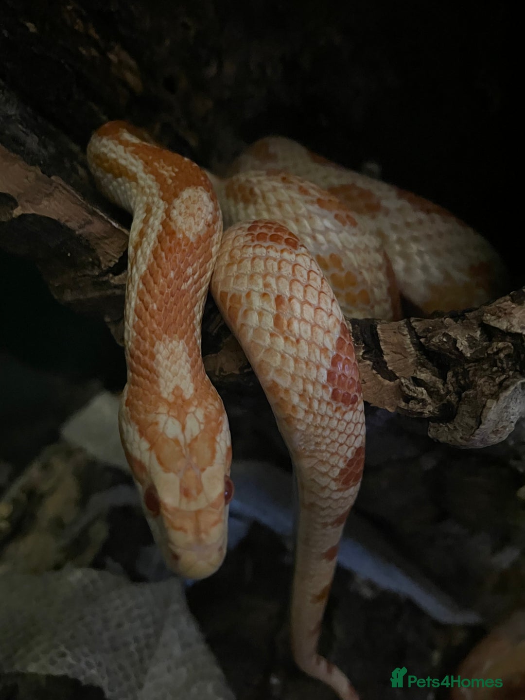 Corn Snake reptiles for sale: Albino Cornsnake and full set up.  - Image 5