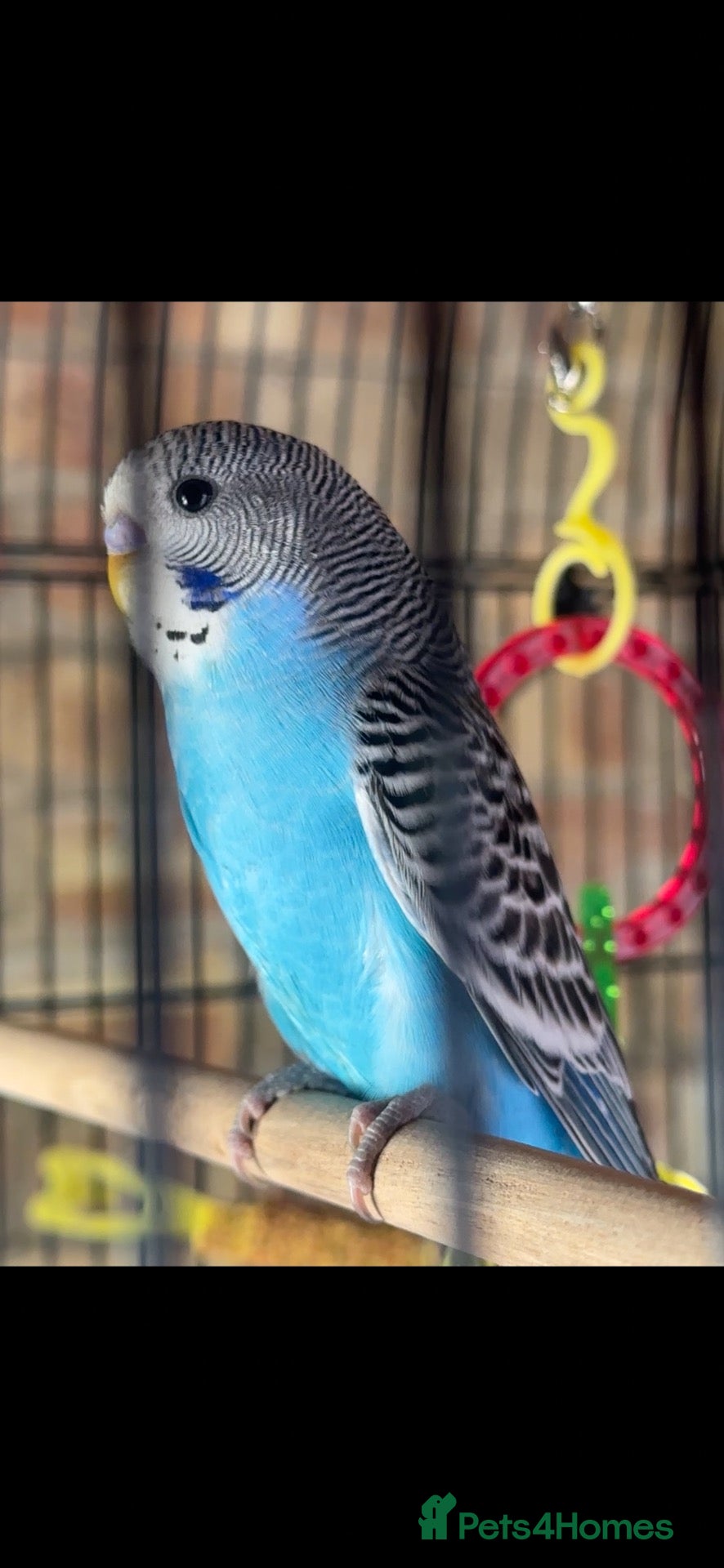 Budgerigars birds Budgies for sale.  - Advert 8