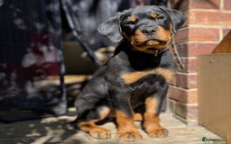 Rottweiler dogs for stud: Onex de Tierra Ibera now available for stud in Newark - Image 17
