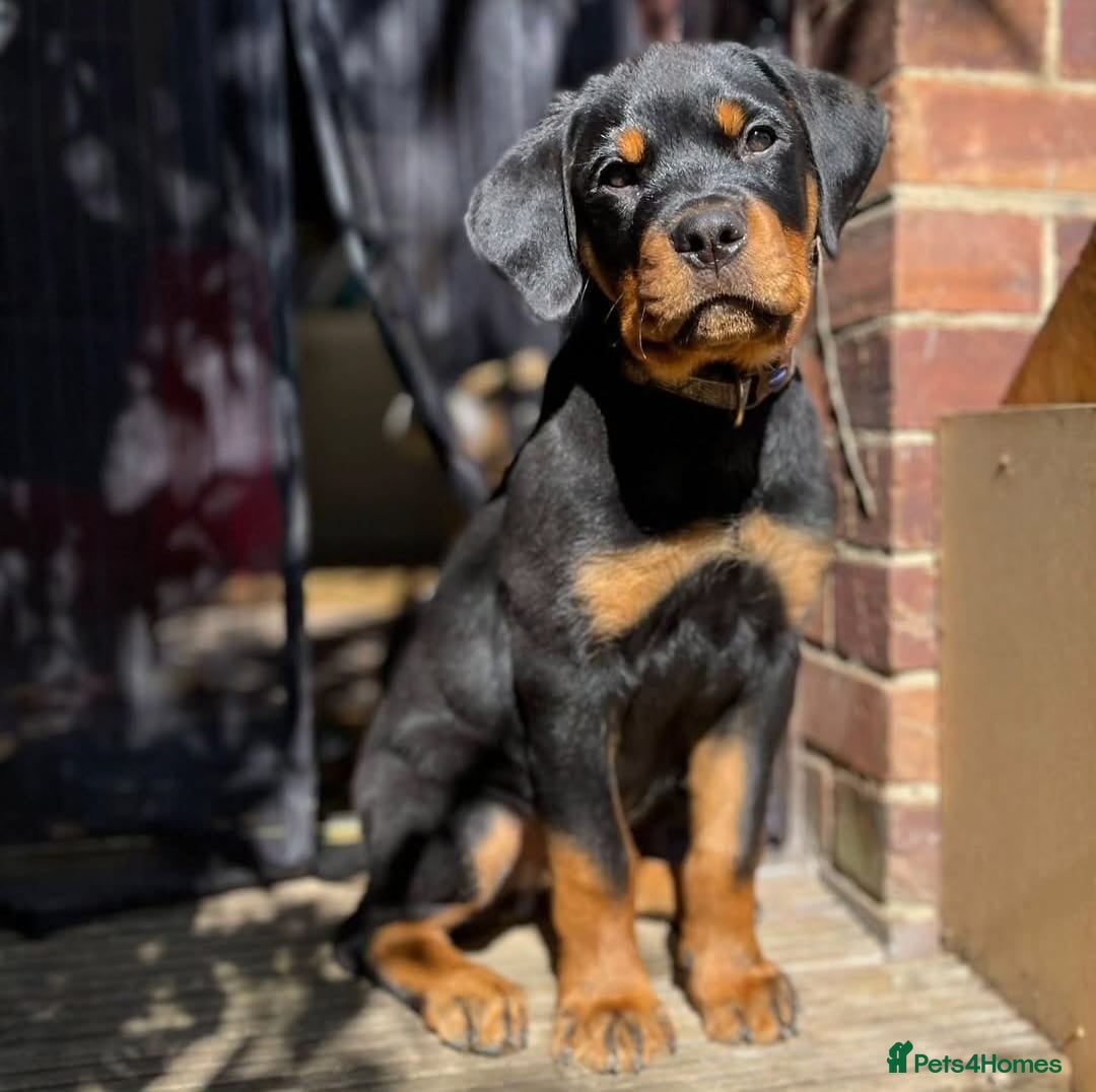 Rottweiler dogs for stud: Onex de Tierra Ibera now available for stud in Newark - Image 17