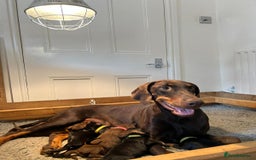 Dobermann dogs for sale: Outstanding KC Reg Dobermann puppies - Image 2