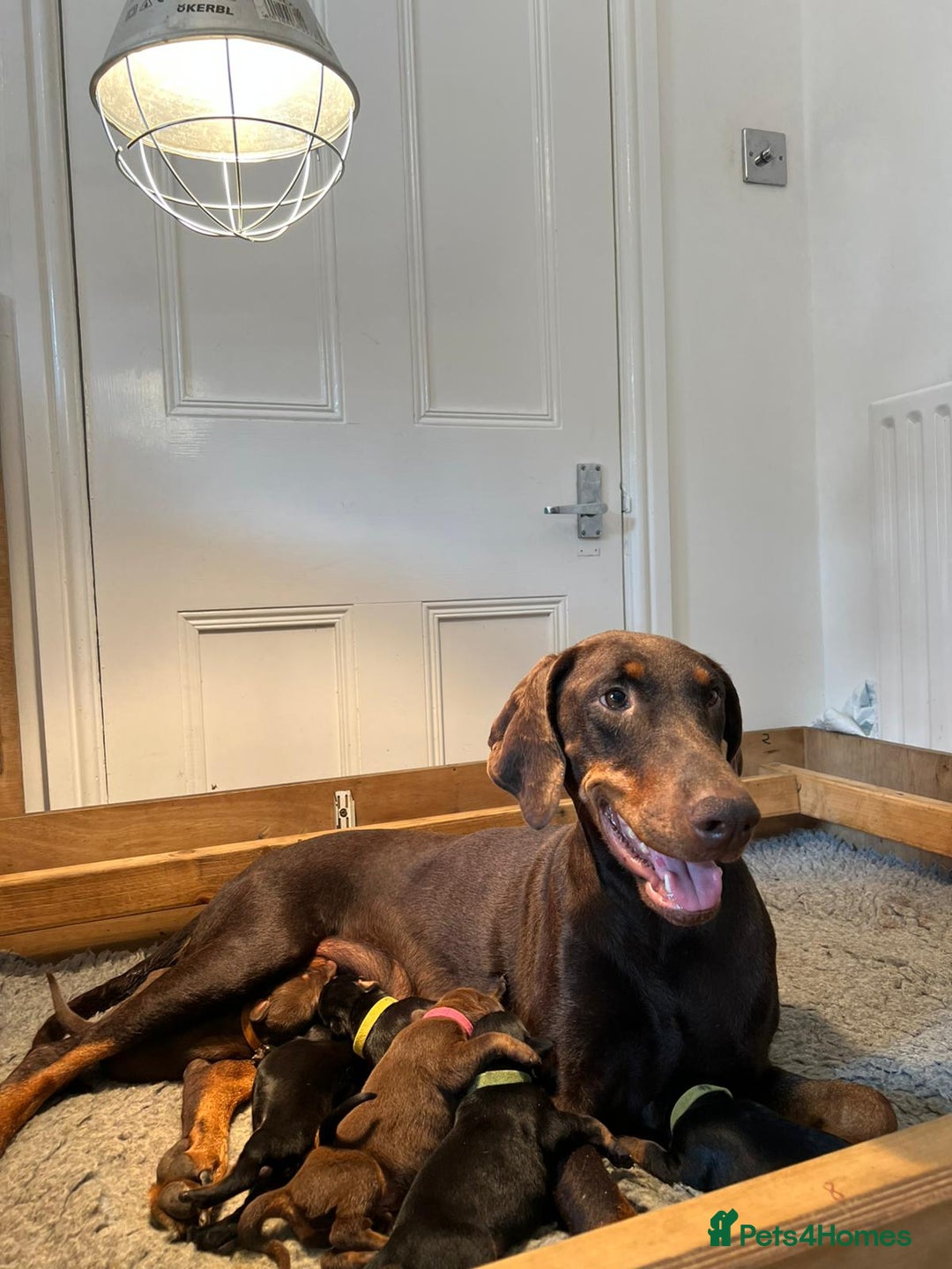 Dobermann dogs for sale: Outstanding KC Reg Dobermann puppies - Image 2