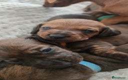 Miniature Dachshund dogs for sale: Miniature dachshund  - Image 8