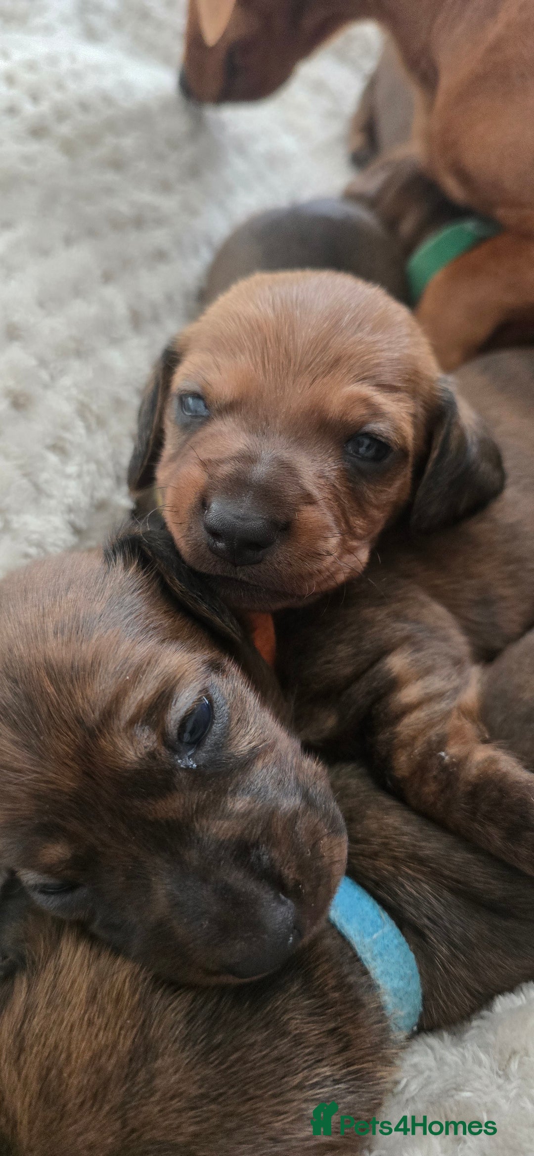 Miniature Dachshund dogs for sale: Miniature dachshund  - Image 8