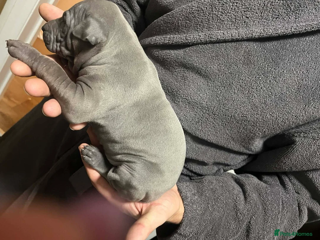 Thai Ridgeback dogs for sale: (New pictures)Thai Ridgeback puppy’s 🏆 - Advert 16