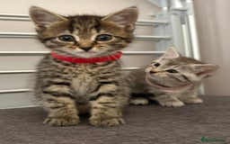 Mixed Breed cats for sale: Silver & brown British shorthair / bengal kittens  - Image 22
