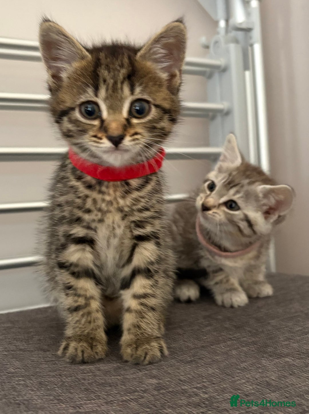 Mixed Breed cats for sale: Silver & brown British shorthair / bengal kittens  - Image 22