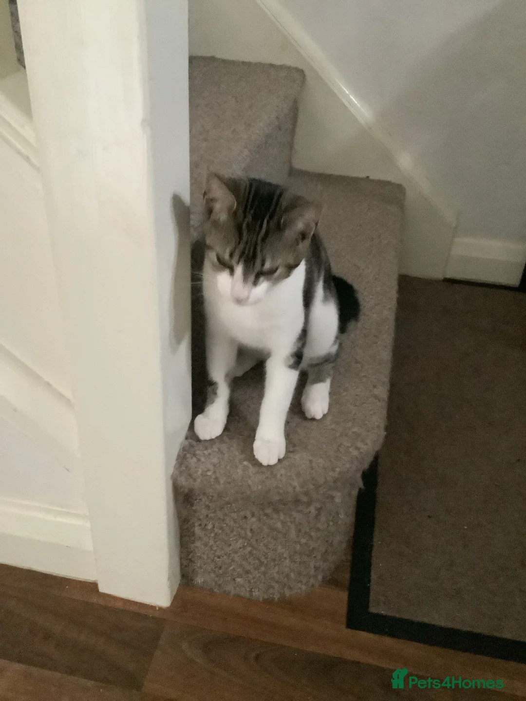 Mixed Breed cats for sale: Adorable tabby girl needs loving home in Newark - Advert 14