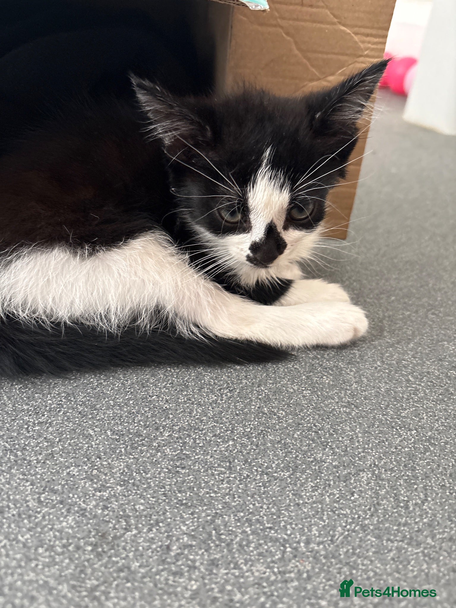 Mixed Breed cats Tuxedo kitten boy - Advert 1