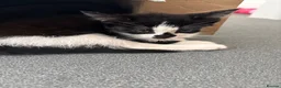 Mixed Breed cats for sale: Tuxedo kitten boy - Advert 1
