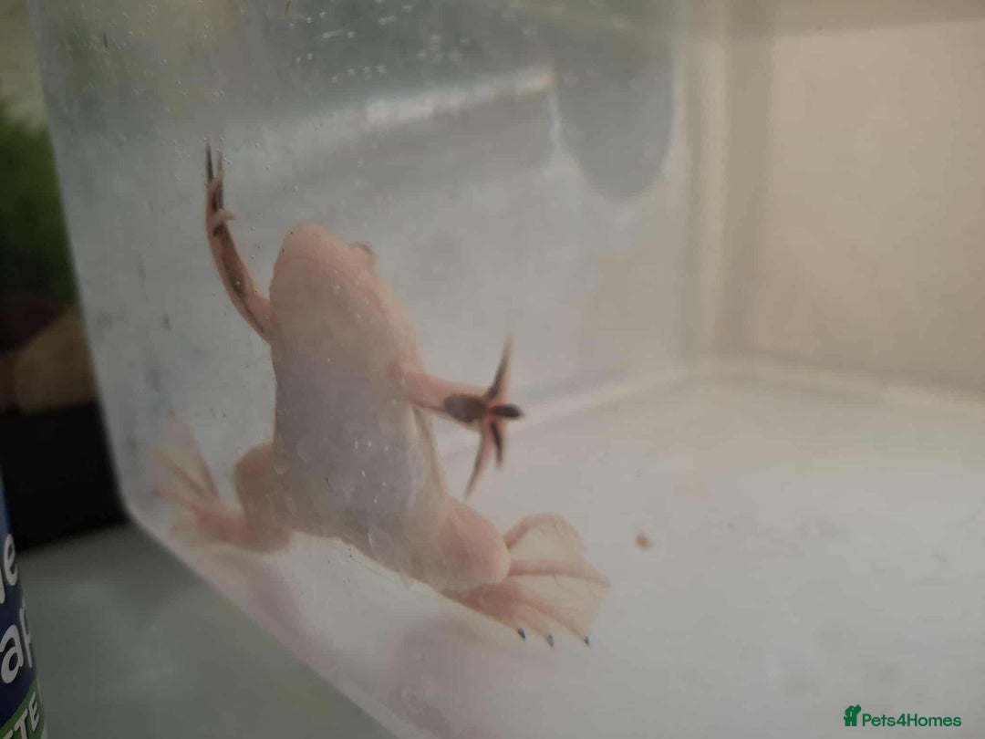 Frog reptiles for sale: Male African Clawed Frog - Image 2