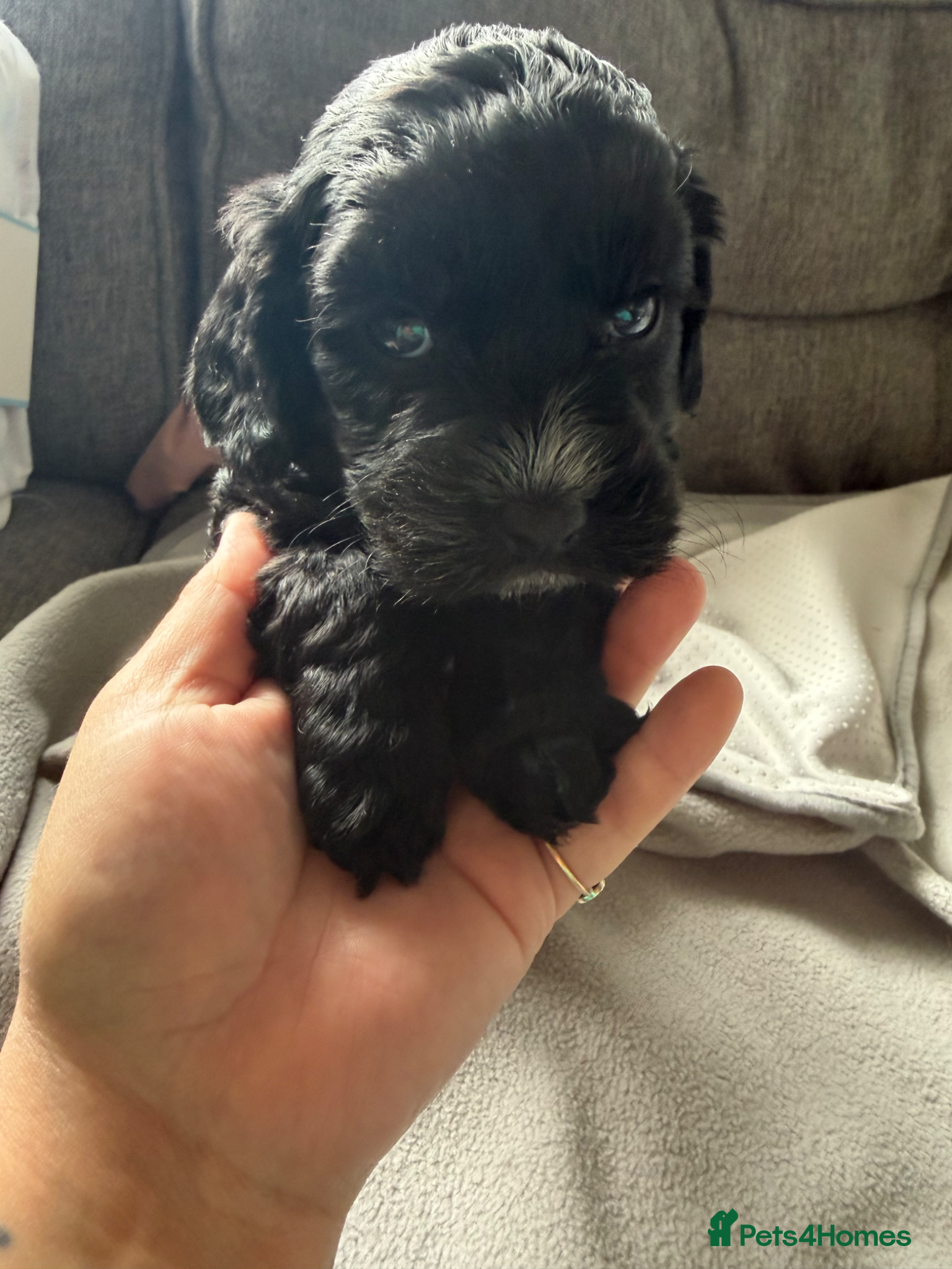 Cockapoo dogs for sale: Beautiful cockapoos - Advert 13