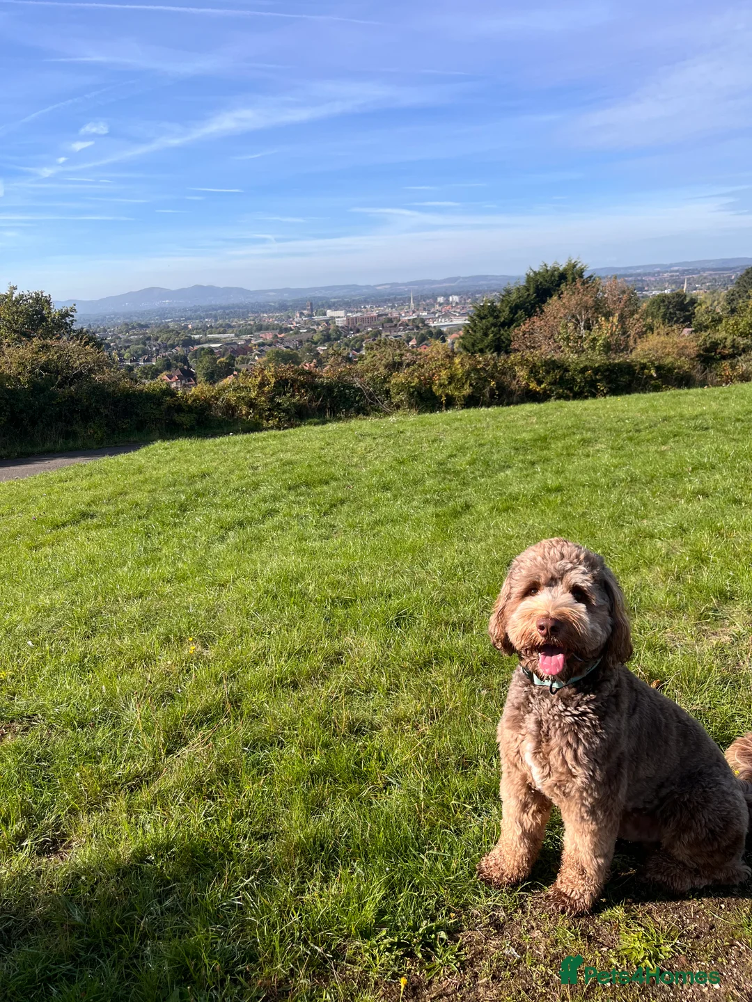 Australian Labradoodle dogs for stud: Australian Labradoodle Chocolate & White Tuxedo - Advert 10