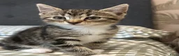 Mixed Breed cats for sale: Four beautiful tabby kittens - Advert 27