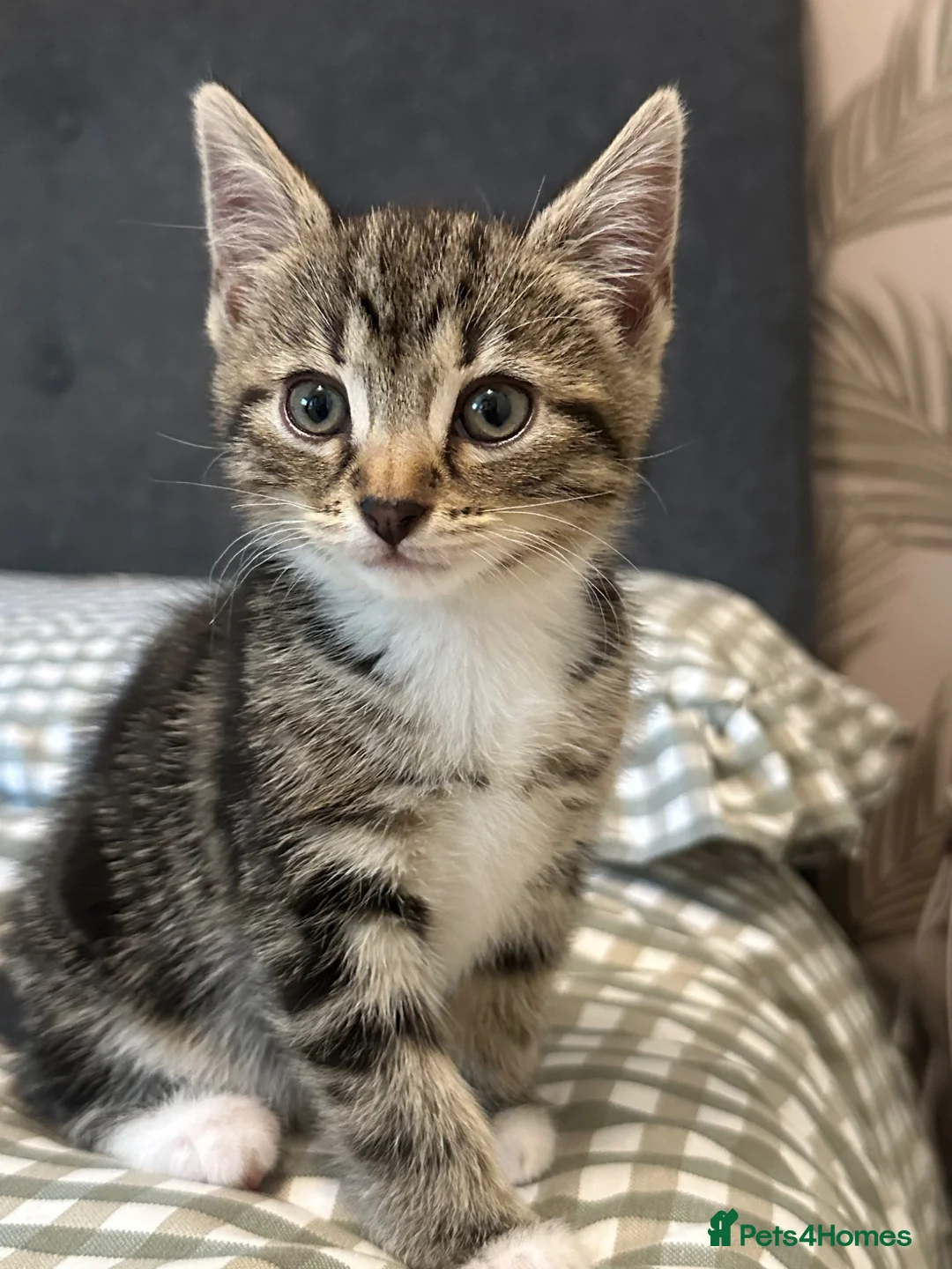 Mixed Breed cats for sale: Four beautiful tabby kittens - Advert 27