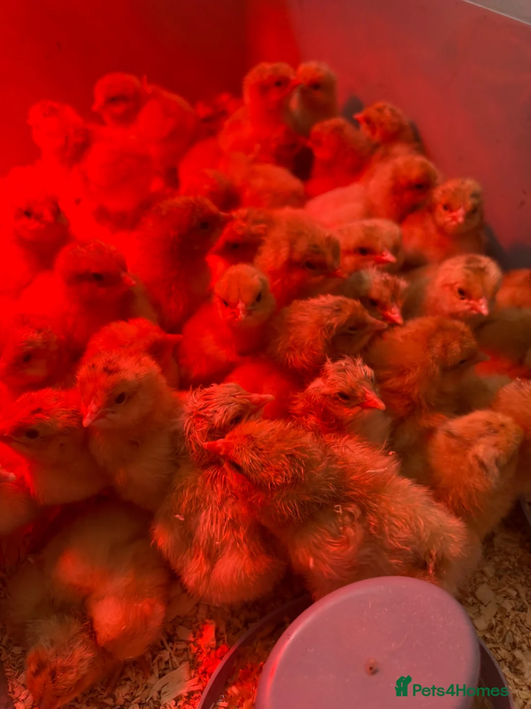 Chickens poultry for sale: Buff Orpington chicks - Advert 1