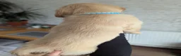 Golden Retriever dogs for sale: Beautiful golden retriever puppies for sale - Advert 5