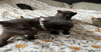 Maine Coon cats - Advert 10