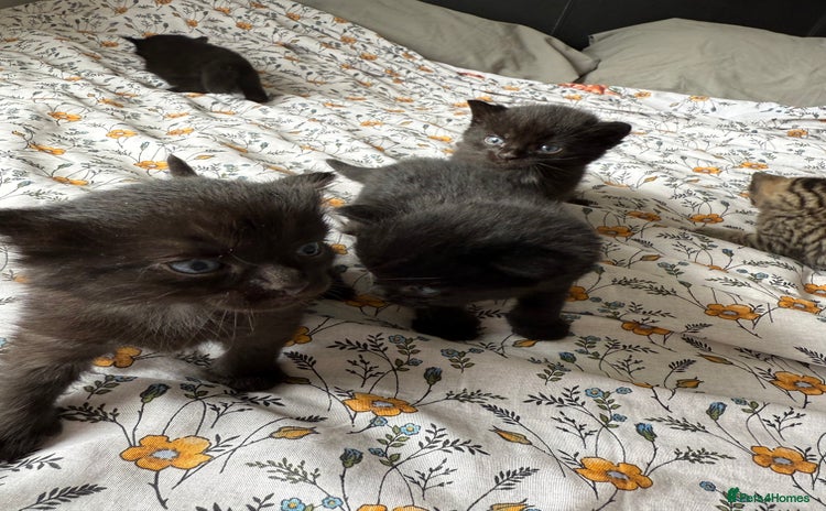 Maine Coon cats - Advert 9