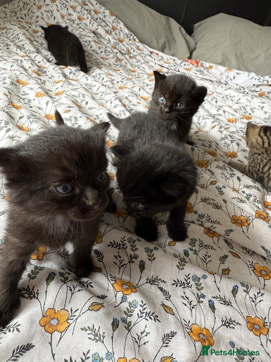Maine Coon cats for sale: Maine coon x Russian Blue - Image 2
