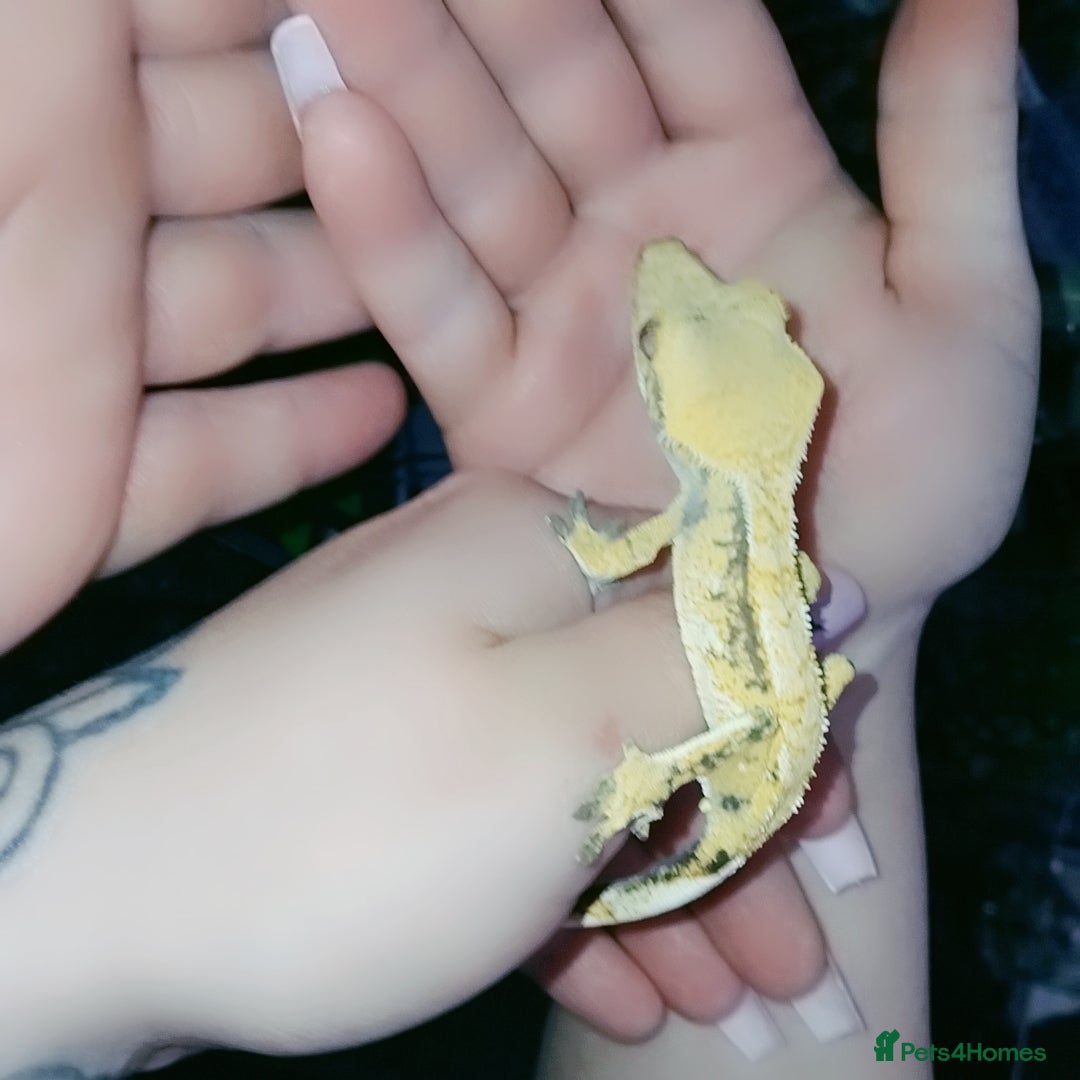 Gecko reptiles for sale: Crested  - Image 17