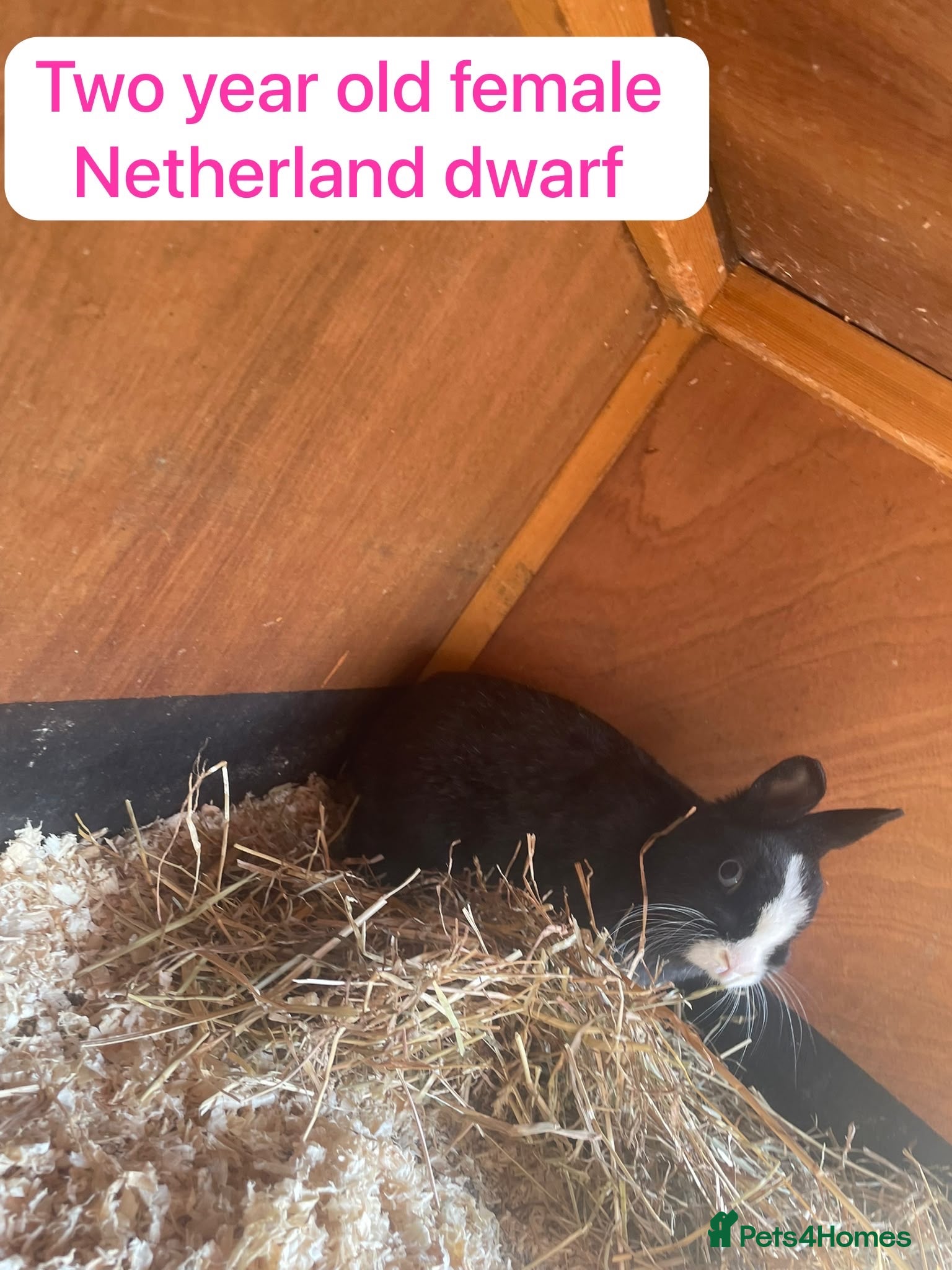Mixed Breed rabbits Mix rabbits please read listing  - Advert 10