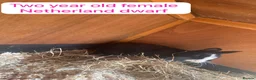 Mixed Breed rabbits for sale: Mix rabbits please read listing  - Advert 4