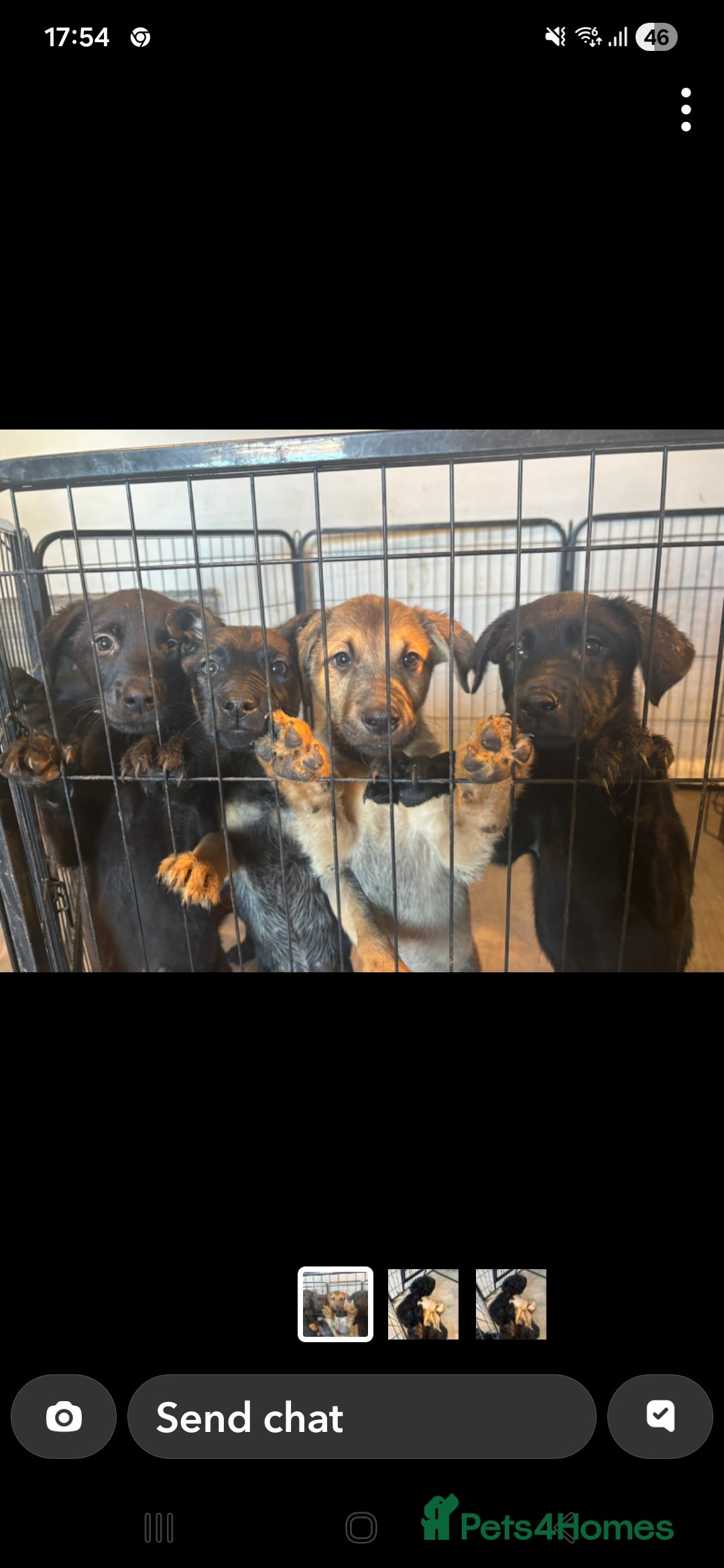 Mixed Breed dogs for sale: Beautiful Belgian Malanois x Labrador Puppies  - Image 7