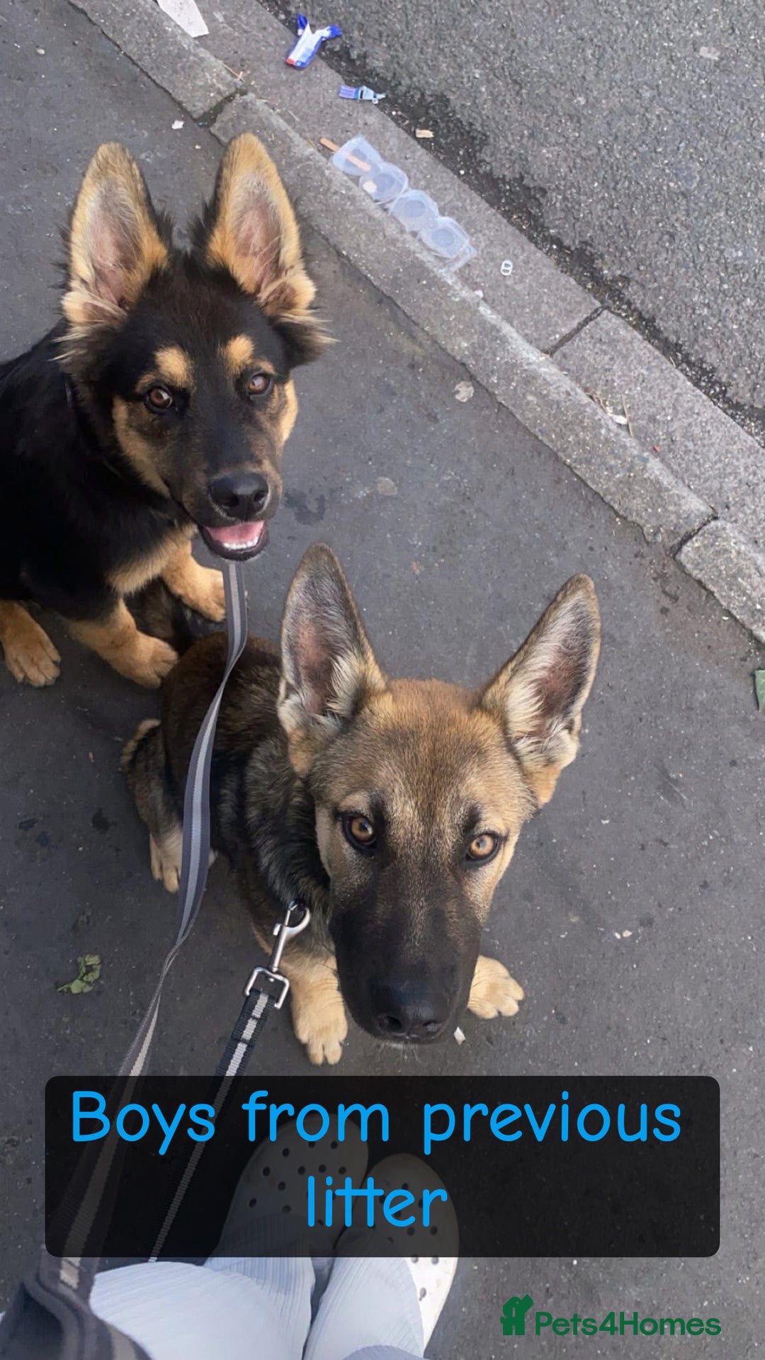 Shepsky dogs for sale: 9 beautiful Shepsky puppies in Doncaster - Advert 17