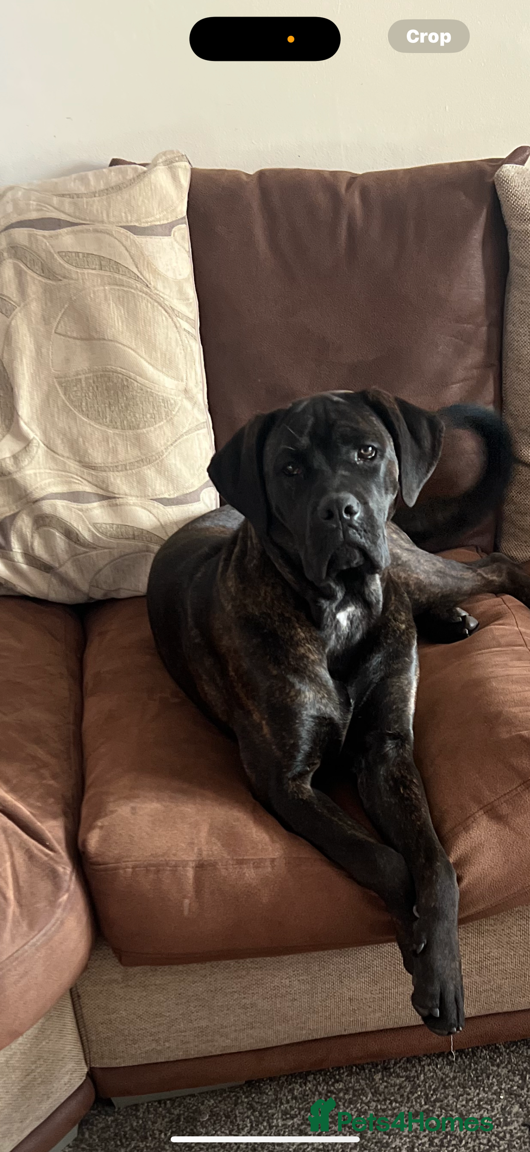 Cane Corso dogs for sale: Cane corso mix bandogge mastiff - Image 7