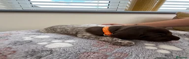 German Shorthaired Pointer Puppy 6