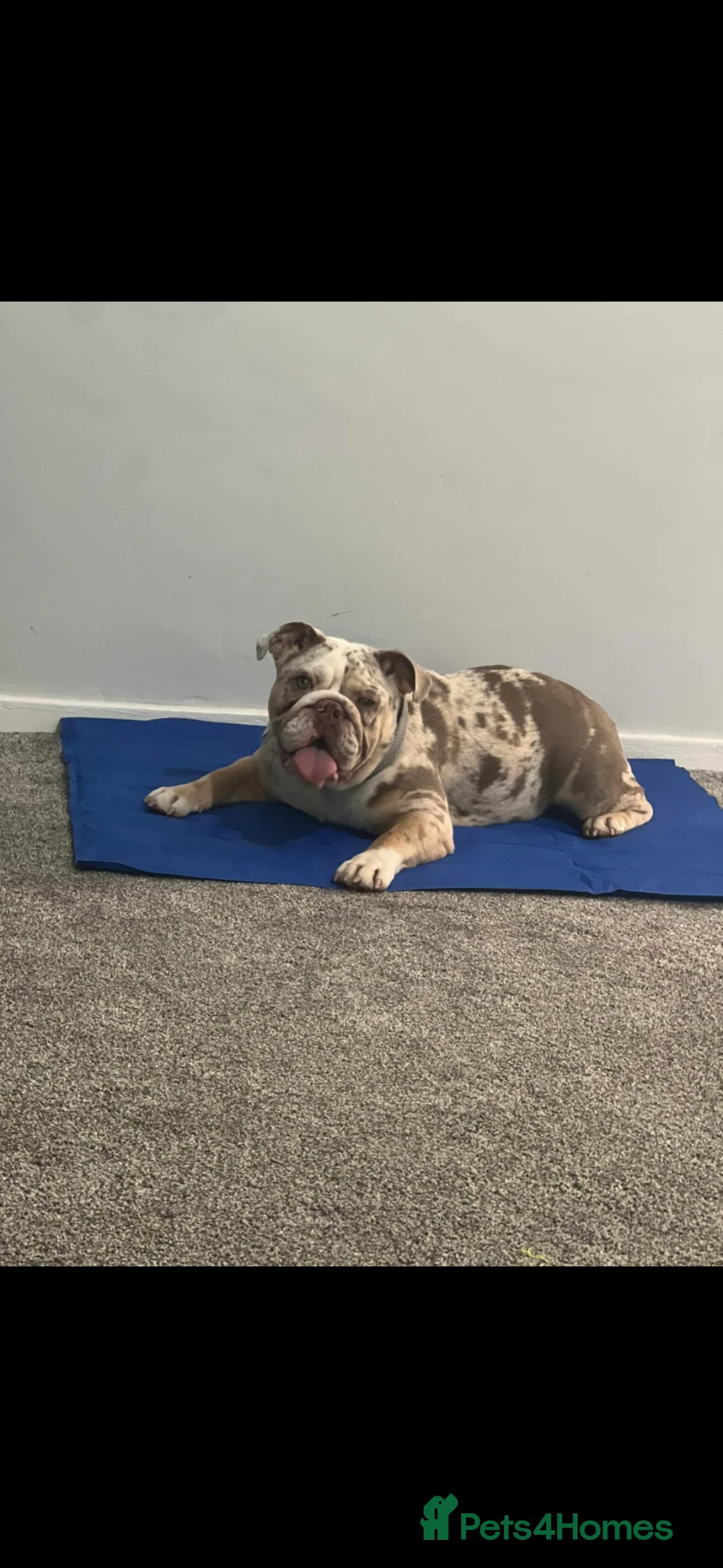 English Bulldog dogs for sale: English bulldog in Maidstone - Advert 2