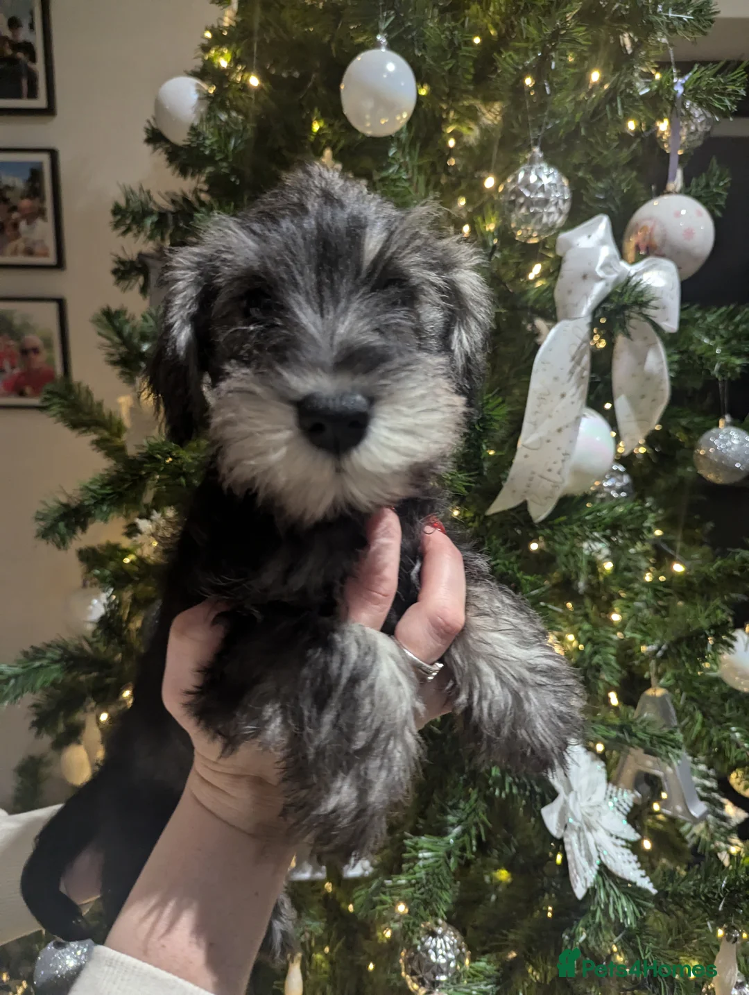 Miniature Schnauzer dogs for stud: Fully health tested, KC reg stud - Advert 22