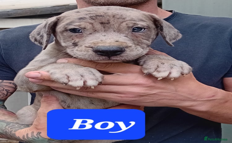 Mixed Breed dogs - Advert 1