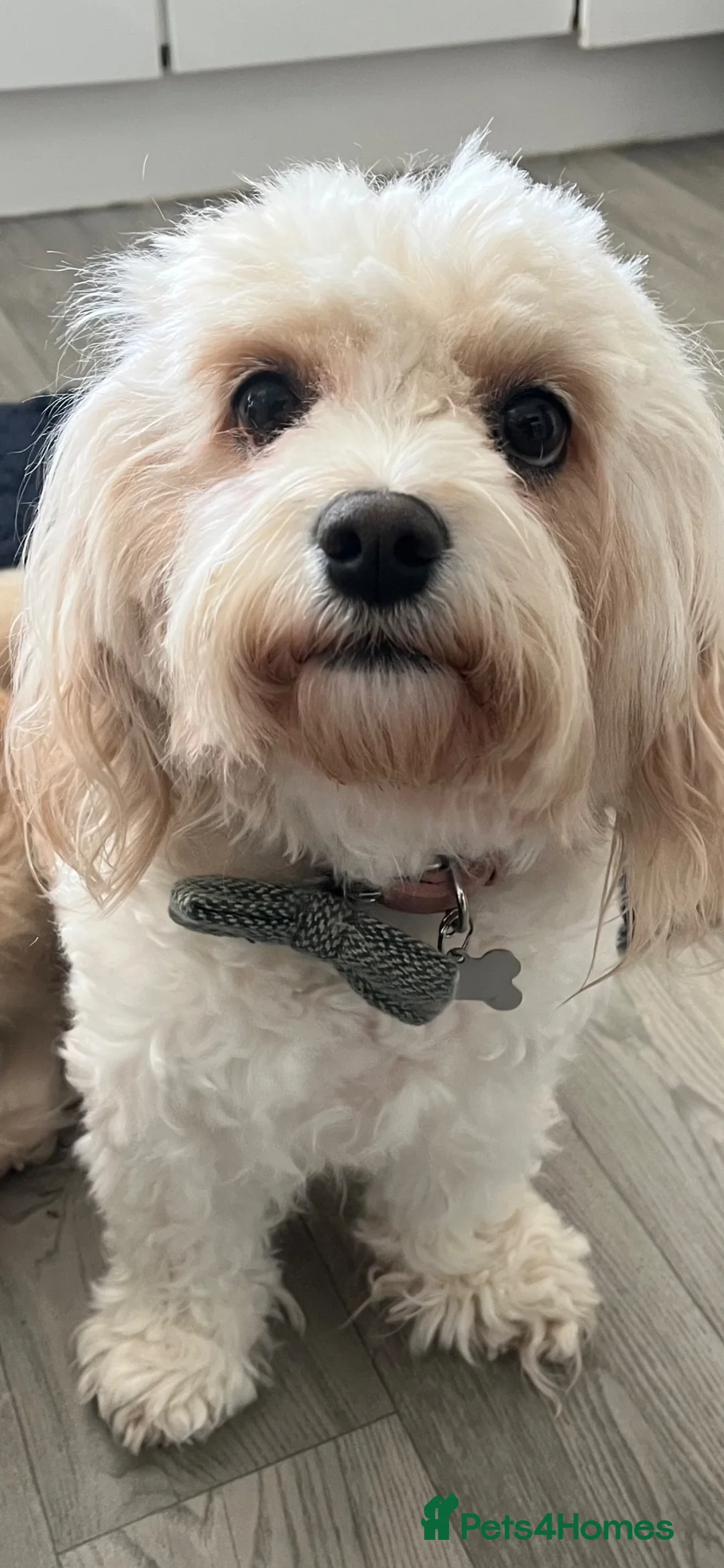 Cavachon dogs for sale: Beautiful cavachon puppies  - Advert 2