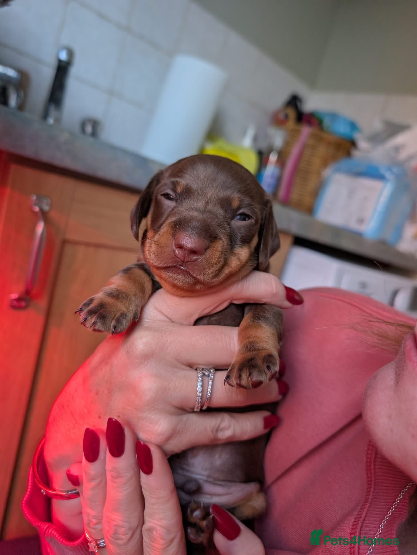 Miniature Dachshund dogs KC registered boy - Advert 3