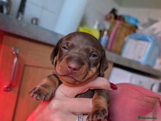 Miniature Dachshund dogs KC registered boy - Advert 14