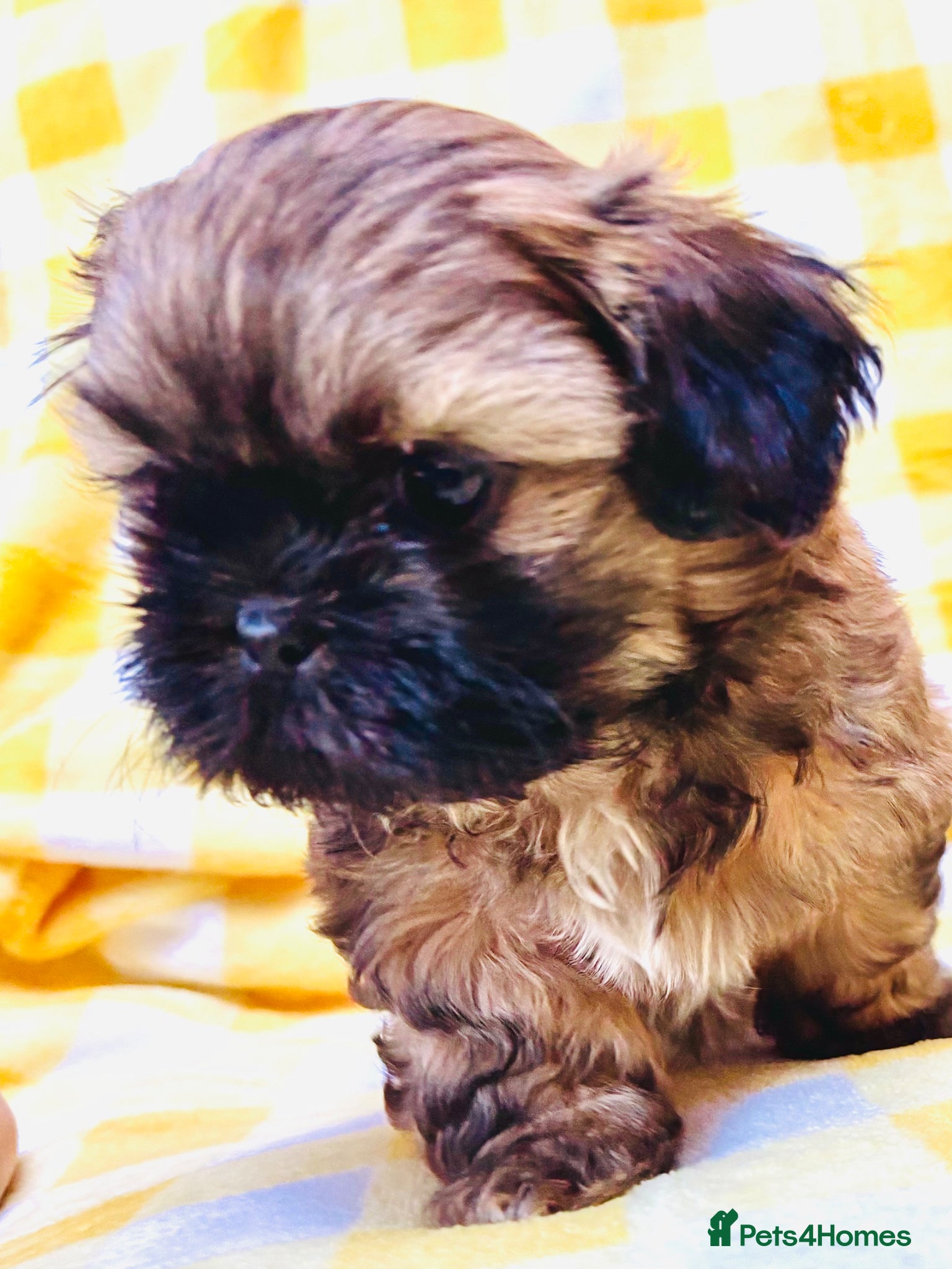 Shih Tzu dogs Adorable KC Reg boy puppy - Advert 4