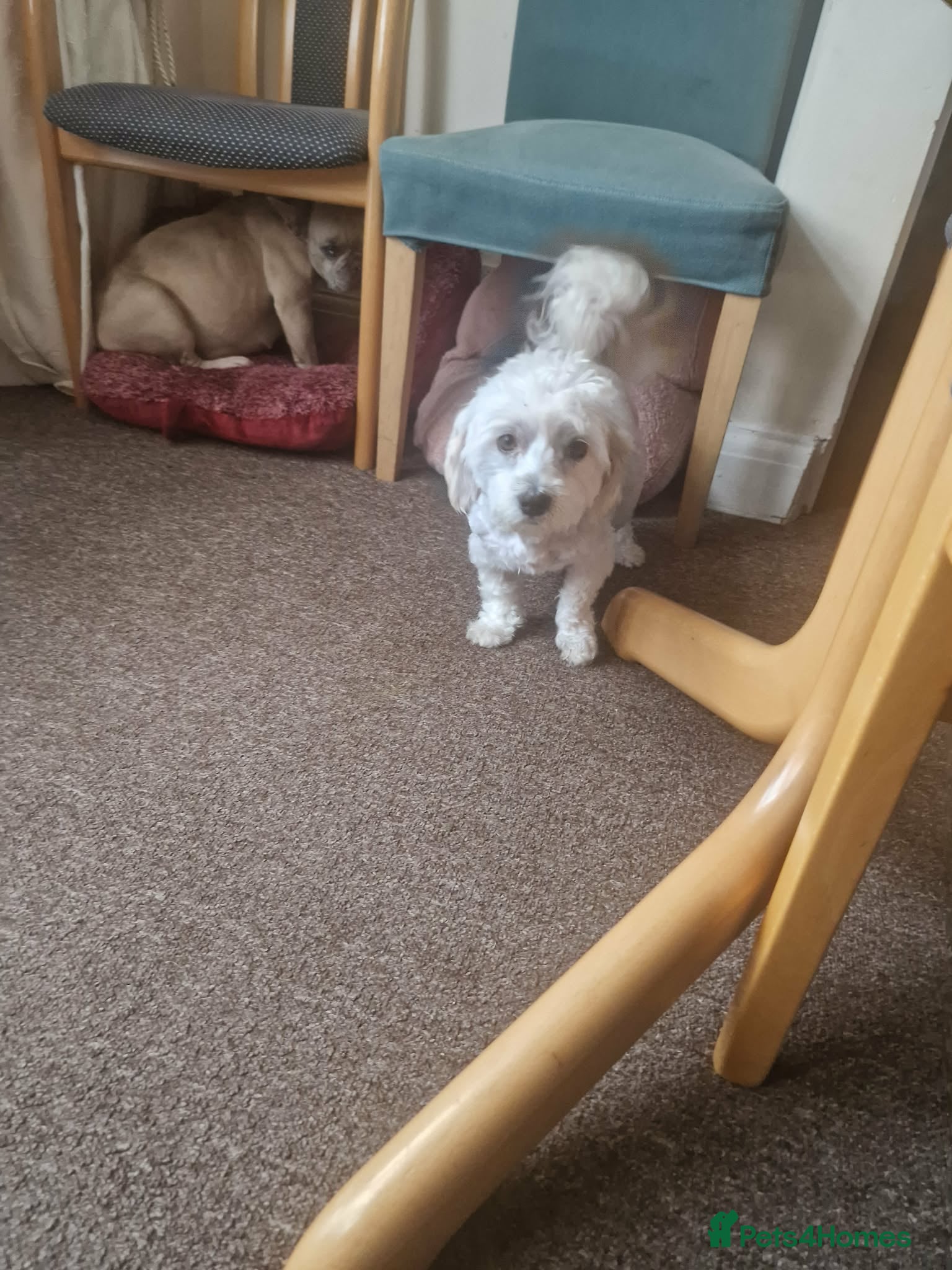 Havanese dogs Bichon Havanese Puppy - Advert 2