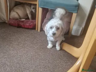 Havanese dogs Bichon Havanese Puppy - Advert 2