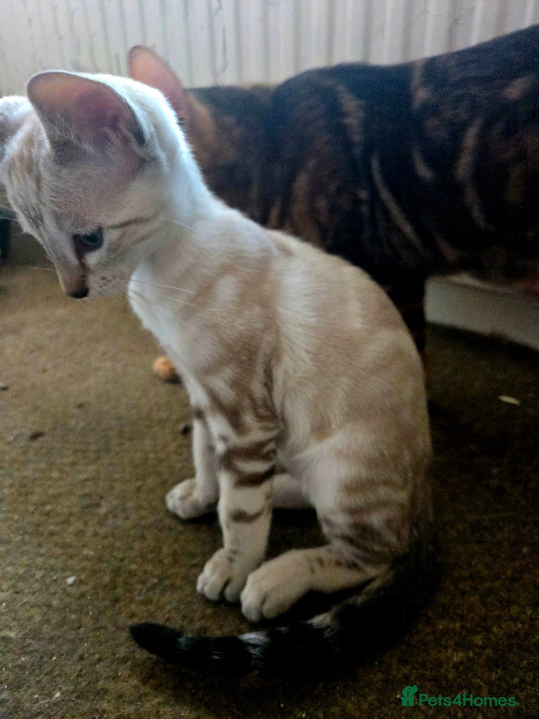 Siamese cats for sale: 3 stunning babies ready to leave now!!! - Image 7
