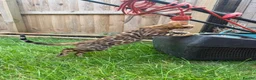 Bengal cats for sale: The last kitten: affectionate Bengal boy ❤️ - Advert 14